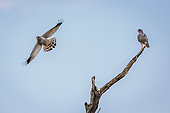 Pale Chanting-Goshawk couple isolated in blue sky in Kgalagadi transfrontier park, South Africa; specie Melierax canorus family of Accipitridae