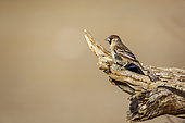 Sociable Weaver standing on a log isolated in natural background in Kgalagadi transfrontier park, South Africa; specie Philetairus socius family of Ploceidae