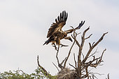 White backed Vulture landing to nest in Kgalagadi transfrontier park, South Africa; Specie Gyps africanus family of Accipitridae