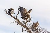 Three White backed Vulture on a dead tree isolated in white background in Kgalagadi transfrontier park, South Africa; Specie Gyps africanus family of Accipitridae