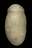 Hache à gorge en basalte. Période Néolithique. Afrique du Nord. 19,4 cm.