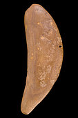 Pierced crescent moon eyeshadow palette. It is undoubtedly a contribution of the Egyptian culture of Nagada. Beige brown stone. North Africa, Neolithic. 17.4 cm.