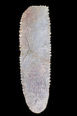 Rare tool on a hewn ax base with three serrated edges. Bluish gray jasper. Mali, Neolithic. 16.4cm.