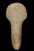 Polished stone ax with spatula. Neolithic period. North Africa, Neolithic. 14.8cm.