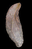 Curved scraper (atypical shape). Pink Jasper. Mali, Neolithic. 11.2 cm.