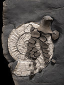 Nageoire d'Ichthyosaure. Ichthyosaure. Ichthyosaurus sp. Hettangien (-200 millions d'années). UK, Bristol bay. Plaque d'environ 40 cm de long. Nageoire antérieur gauche d'ichthyosaure posée sur une ammonite. On voir voir une dent de plésiosaure planté dans un os de la nageoire. - Collection des frères Blouet