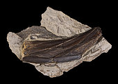 Hadrosaur teeth, an ornithischian fossil reptile, in side view. Maastrichtian (-70 million years). Wyoming. The dentition of Hadrosaurs was specially adapted for grazing grass: the set of teeth was almost welded together, forming a kind of grater. - Blouet brothers collection