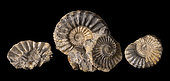 Pleurocera sp. Upper Pliensbachian (185 million years). Nodule containing 2 ammonites, a belemnite rostrum, and numerous bivalves. - Blouet brothers collection