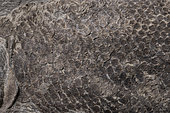 Colobodus sp. Trias moyen (240 millions d'années). Moselle. 35 cm de long. Détail de la peau et des écailles. - Collection des frères Blouet, paléontologistes.
