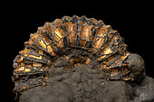 Amaltheus sp. Upper Pliensbachian (185 million years). Lorraine. Ammonite in a botryoidal encrustation of microcrystalline pyrite- Blouet brothers collection