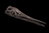 Ichthyosaur. Possibly Stenopterygius sp. Toarcian (180 million years). Lorraine. Skull originally crushed by sediment compaction, and trapped in rock. To obtain this 3D hollowed-out skull, each bone is prepared one by one, then the skull is reassembled in 3D. 50 cm de long.- Blouet brothers collection