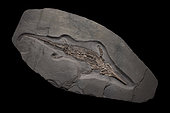Juvenile ichthyosaur (1.5 m long); Stenopterygius sp. Toarcian (180 million years). Exceptional preservation of the soft parts, such as the leather at the end of the fin, and the stomach contents consisting of fish bones. - Blouet brothers collection