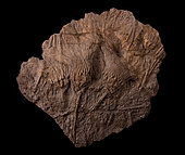 Scyphocrinus elegans. Silurien supérieur (420 millions d'années). Maroc. Plaque 60 cm de diamètre. - Collection des frères Blouet, paléontologistes.