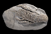 Pemphix sp. Middle Triassic (240 million years). Mosel, France. 15cm long. - Blouet brothers collection