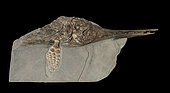 Ichthyosaur. Stenopterygius sp. Toarcian (180 million years). Germany. Skull 40 cm long- Blouet brothers collection