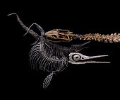 Fight scene between a plesiosaur and two small ichthyosaurs (literally Ôfish-reptileÕ in Greek). Plesiosaurs and ichthyosaurs were discovered in the early 19th century in England. The dinosaurs being still unknown, these monsters fascinated the general public. - Blouet brothers collection