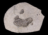 Coprolith, fossilized dejection of Ichthyosaur containing 3 teeth. Aptian (118-125 million years). South-East of France.- Blouet brothers collection