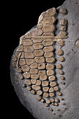 Ichthyosaur. Ichthyosaurus sp. Hettangian (-200 million years). Bristol Bay, UK. Detail of a swimming paddle (fin). The arm bones evolved greatly to transform the leg of the terrestrial ancestor of the ichthyosaurs into a fin.- Blouet brothers collection