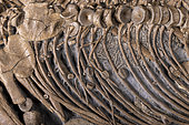Ichthyosaur. Ichthyosaurus sp. Hettangian (-200 million years). Bristol Bay, UK. Detail inside the rib cage of an embryo. A sea urchin is visible under the ribs.- Blouet brothers collection