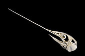 Current swordfish skull. 1m long. - Blouet brothers collection