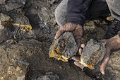 Luc Ebbo, paleontologist. Fossilized shark vertebral column fragment, 4 vertebrae are visible in section. Ebbo collection