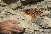 Amber nodule (fossil resin) in place in the Albian strata of Aubignosc (04), France. Ebbo collection