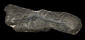 Ichthyosaur (Stenopterygius quadriscissus). Toarcian of the Gard. 2m. Luc Ebbo collection. Luc Ebbo Collection. Paleogalerie, Salignac. Ebbo collection
