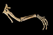 Reconstruction of the complete leg and pelvis of a specimen of Abelisauridae not yet described and discovered in marine sediments from the Albian of Provence (floated specimen). 1.20m. Luc Ebbo collection. Paleogalerie, Salignac. Ebbo collection