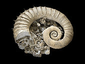 Ammonite marine cemetery of Barremien of Provence built around a large unrolled ammonite Emericiceras koechlini. 70 cm. Luc Ebbo collection. Paleogalerie, Salignac. Ebbo collection
