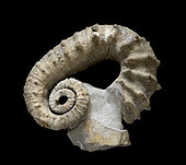 Kutatisites sp. Barremian. Provence, France. 40cm. Luc Ebbo collection. Paleogalerie, Salignac. Ebbo collection