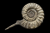 Mortoniceras sp (ammonite developing a large ventral rostrum) Albien Provence 50cm. Luc Ebbo collection. Paleogalerie, Salignac. Ebbo collection