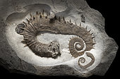 Anisoceras ornatum Albian. Provence, France. 20cm. Luc Ebbo collection. Paleogalerie, Salignac. Ebbo collection