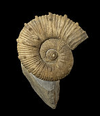 Kutatisites sp. Aptian from Provence. 50cm. Luc Ebbo collection. Paleogalerie, Salignac. Ebbo collection