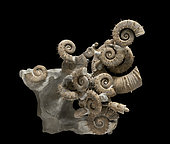 Crioceras loryi block, macroconch and microconch specimen (male and female). Hauterivian of Provence. 30cm. Luc Ebbo collection. Paleogalerie, Salignac. Ebbo collection