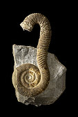 Macroscaphites yvani. Barremian. Provence, France. 15cm. Luc Ebbo collection. Paleogalerie, Salignac. Ebbo collection