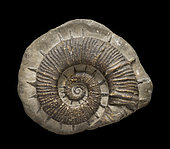 Crioceras majoricensis. Hauterivien Provence. 10cm. Luc Ebbo collection. Paleogalerie, Salignac. Ebbo collection