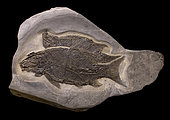 2 specimens of Heterolepidotus ornatus from the Triassic (Norian) region of Salzburg Austria. 50cm. Luc Ebbo collection. Paleogalerie, Salignac. Ebbo collection