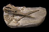 Skull and mandible of Icthyosaur (sveltonectes sp) from the Aptian of Provence 70 cm. Luc Ebbo collection. Paleogalerie, Salignac. Ebbo collection