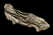 Specimen of crocodilian from the Metriorhynchidae family from the Valanginian of Provence 2m. Luc Ebbo collection. Paleogalerie, Salignac. Ebbo collection