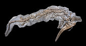 Large specimen of an Ichthyosaur (Platypteryginae) from the Albian of Provence, certainly one of the most complete ever discovered during the Cretaceous. 5m. Luc Ebbo collection. Paleogalerie, Salignac.Ebbo collection