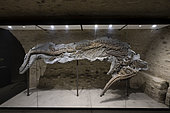 Large specimen of an Ichthyosaur (Platypteryginae) from the Albian of Provence, certainly one of the most complete ever discovered during the Cretaceous. 5m. Luc Ebbo collection. Paleogalerie, Salignac. Ebbo collection