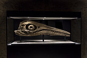Skull of the largest Cretaceous ichthyosaur specimen discovered to date. Aptian. Provence, France. 2m. Luc Ebbo collection. Paleogalerie, Salignac. Ebbo collection