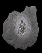 Tortoise (Glarichelys sp) from the Alpine Oligocene. 25cm. Luc Ebbo collection. Paleogalerie, Salignac. Ebbo collection