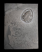 Glarichelys sp. Carapace de tortue (Glarichelys sp) de l'Oligocène alpin associé aux restes désarticulés d'un grand poisson. 50 cm. Collection Luc Ebbo. Paleogalerie, Salignac. Collection Ebbo