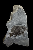 Heterolepidotus ornatus. Triassic ( Norien) from the Salzburg region of Austria. 80cm. Luc Ebbo collection. Paleogalerie, Salignac.Ebbo collection