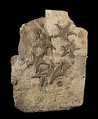 Plate of Betelgeusia orientalis starfish from the Barremian of Tamanar (Morocco). 35cm. Luc Ebbo collection. Paleogalerie, Salignac. Ebbo collection