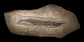 Large specimen of Paleorhynchus glarisianus from the Alpine Oligocene. 1.30m. Luc Ebbo collection. Paleogalerie, Salignac. Ebbo collection