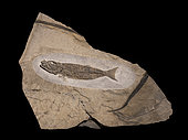 Luc Ebbo's collection. Undetermined fish from the Alpine Oligocene. 45cm. Luc Ebbo collection. Paleogalerie, Salignac. Ebbo collection