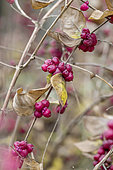 Coralberry (Symphoricarpos orbiculatus) in winter
