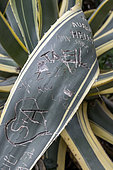 Century plant (Agave americana 'Marginata') scarred by graffiti vandalism